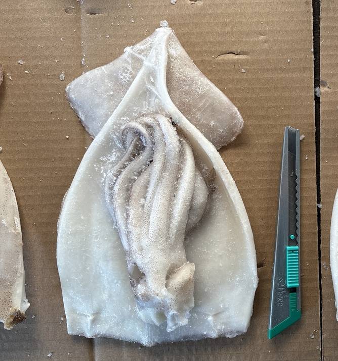 ��¡���Һ�